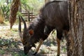 African antelope in the savanna