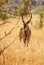 African antelope Royalty Free Stock Photo