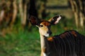 A single African Antelope