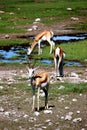 African antelope springbock