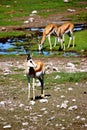 African antelope springbock