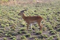 African Antelope Ugandan Kob Profile