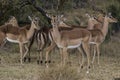 African antelope