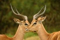 African antelopes Royalty Free Stock Photo