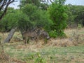 African antelopes, Greater Kudu, Botswana