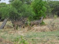 African antelopes, Greater Kudu, Botswana
