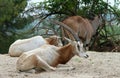 African antelopes