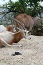 African antelopes Royalty Free Stock Photo