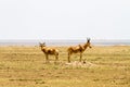 African antelopes in Serengeti National Park