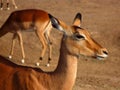 African antelopes side by side in a scenic open field