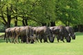 african antelopes (wildebeests) in a zoo (france) Royalty Free Stock Photo