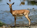 African antilope