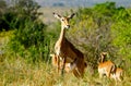 African antilope Royalty Free Stock Photo