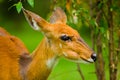 African antilope Royalty Free Stock Photo