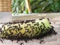 African ants devouring a piece of a melon