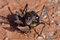 African Armoured Ground Cricket Royalty Free Stock Photo