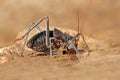 African armoured ground cricket Royalty Free Stock Photo