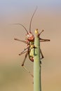 An African armoured ground cricket sitting on a plant, southern Africa Royalty Free Stock Photo