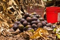 African Avocados close to bucket of bananas to create ethylene gas, fruit ripening gas