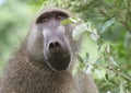 African Baboon Royalty Free Stock Photo