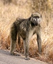 African Baboon Royalty Free Stock Photo