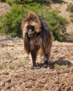 African baboon Royalty Free Stock Photo