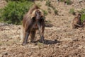 African baboon Royalty Free Stock Photo