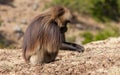 African baboon Royalty Free Stock Photo