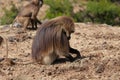 African baboon Royalty Free Stock Photo
