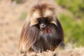 African baboon Royalty Free Stock Photo