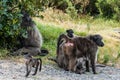 African Baboon family