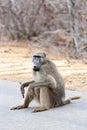 African Baboon Sitting on Road