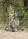 African baboon yawning Royalty Free Stock Photo