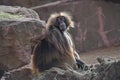 African baboons in the open resort, Magdeburg, Germany Royalty Free Stock Photo