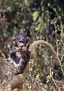 African baby baboon