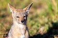 African Baby Black Backed Jackel Closeup