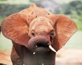 African baby elephant flapping Royalty Free Stock Photo