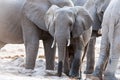 African baby elephant in the savanna, Africa Royalty Free Stock Photo