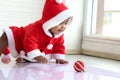 African baby kid in red Santa Claus costume crawling to grab ball ornament in white living room, beautiful little child girl