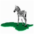 African Baby zebra illustration