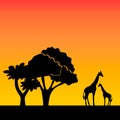 African background on evening savanna