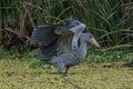 African Balaeniceps Balaeniceps rex