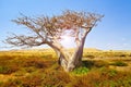 African Baobab