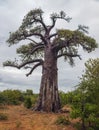 African baobab on the background of cloudy sky in the valley of the Limpopo River Royalty Free Stock Photo