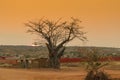 African baobab with sunset. Angola. Sumbe.