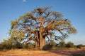 African baobab tree