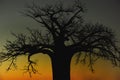 African Baobab tree