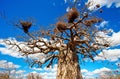 African baobab tree Royalty Free Stock Photo