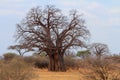 African Baobab Tree (Adansonia digitata)