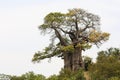 African Baobab Tree